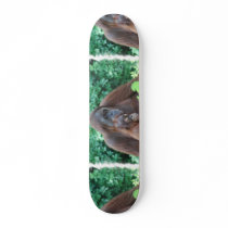 Baby Orangutan with Mother Skateboard