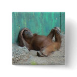 Baby orangutang resting pinback button