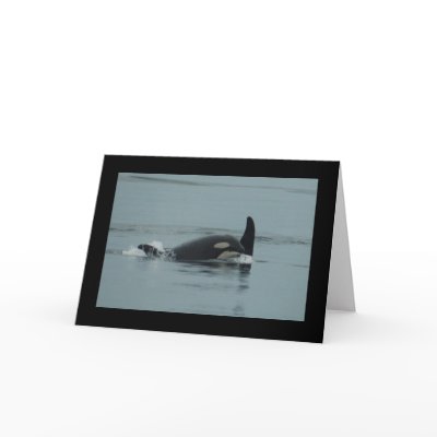 Baby Orca Greeting Card by OrcaWatcher