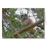 Baby Owl Staring Greeting Card