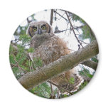 Baby Owl Staring Fridge Magnets