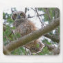 Baby Owl Staring Mousepad