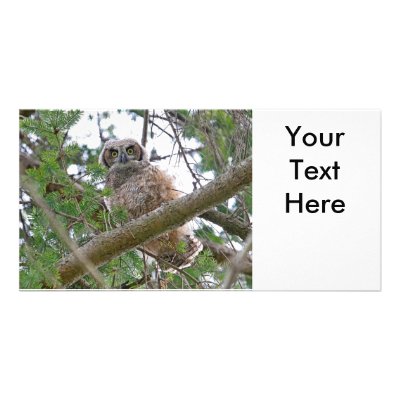 Baby Owl Staring Picture Card by funnaturephotography
