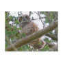 Baby Owl Staring Postcard