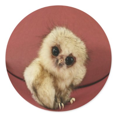 Baby Owl  Sticker by fuzzbuttcafe