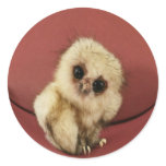 Baby Owl  Sticker