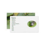Baby Painted Turtle on Lilypad Business Card business cards