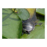Baby Painted Turtle on Lilypad Items Greeting Card