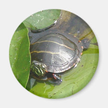 Baby Painted Turtle on Lilypad Items Refrigerator Magnet