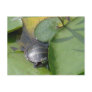 Baby Painted Turtle on Lilypad Items Postcard