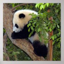 baby-panda3-10x10