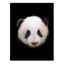 Baby Panda postcards