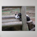 Baby Panda Print