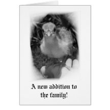 Baby peacock chick standing in a hand card