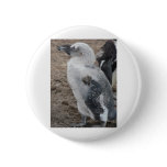 baby penguin buttons