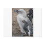 baby penguin postcard