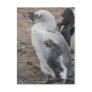baby penguin postcard