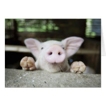 Baby Pig in Pen, Piglet Greeting Card