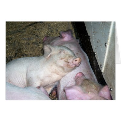 Baby pigs  greeting cards by sauvey