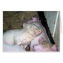 Baby pigs  cards