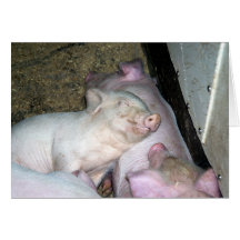 Baby pigs  greeting cards