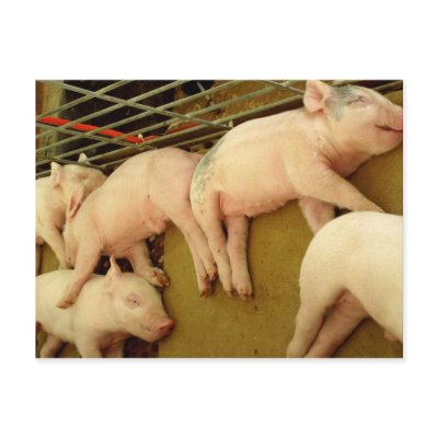 Baby pigs - Postcard by GardenDelightsArts