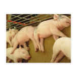 Baby pigs - Postcard