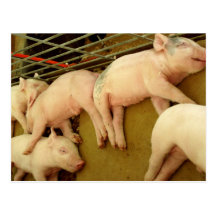 Baby pigs - Postcard