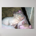 Baby pigs  posters