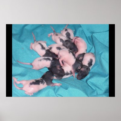Baby Pile Poster by Scapps0004