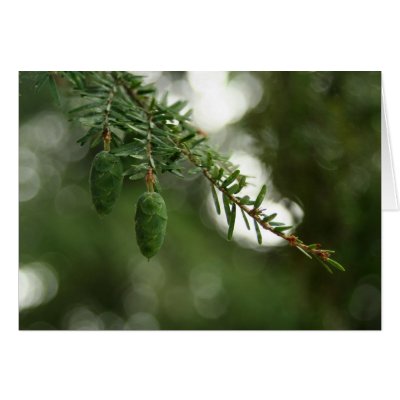 Baby Pine Cones Greeting Card by TominPok
