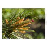 Baby Pine Cones on branch Greeting Card