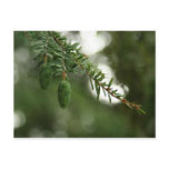Baby Pine Cones Post Card