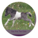 Baby Pinto Mini Horse Stickers