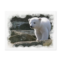 Baby Polar Bear Postcard