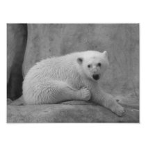Baby Polar Bear print Photographic Print
