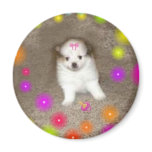 Baby Pomeranian Magnet