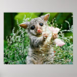 Baby Possum Caught Picking Flowers Poster posters