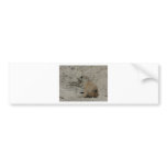 baby prairie dog bumper stickers