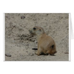 baby prairie dog greeting card