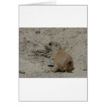 baby prairie dog greeting card