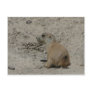 baby prairie dog postcards