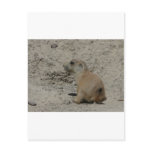 baby prairie dog post cards