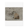baby prairie dog post cards