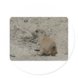 baby prairie dog round sticker