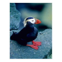 Baby Puffin Postcards