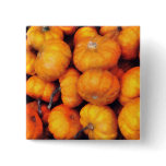 Baby Pumpkins Pinback Buttons