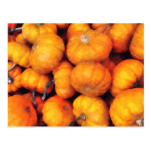 Baby Pumpkins Post Card