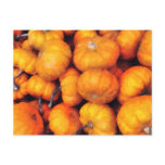 Baby Pumpkins Post Card