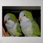Baby Quaker Parrot Pair #2 Poster Print